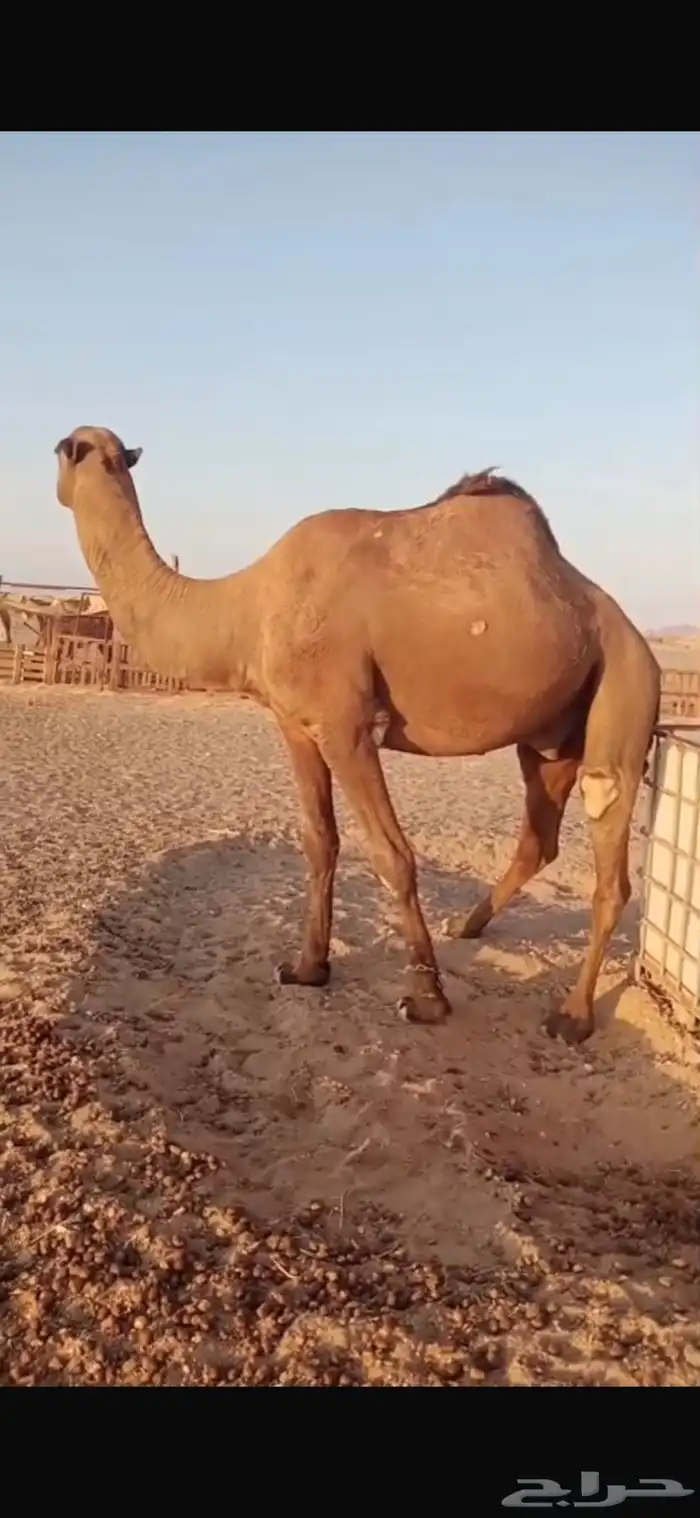 بعير فحل 2