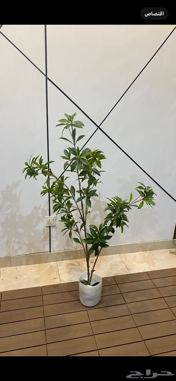 أشجار عرض اليوم الوطني 95 10