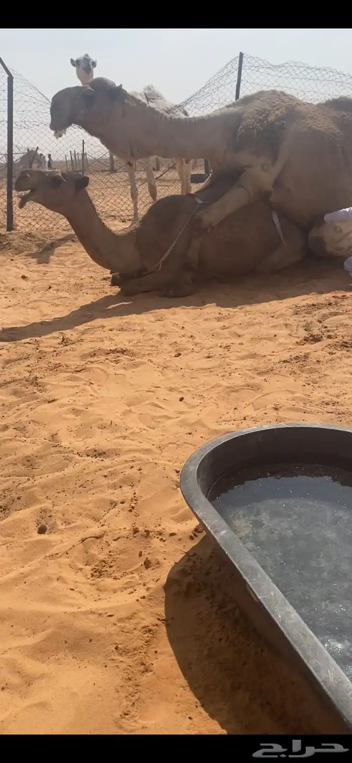 شعلا للبيع 1