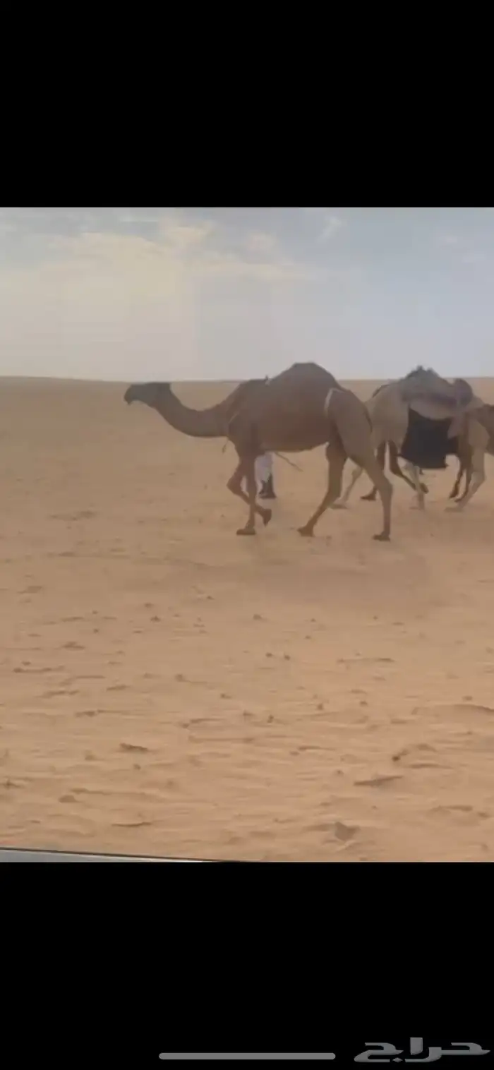 شعلا للبيع 0