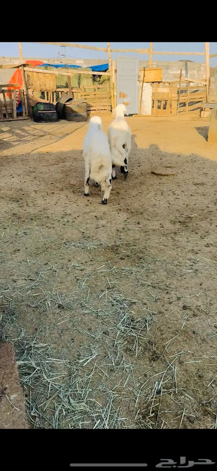 طليان جذعان 1