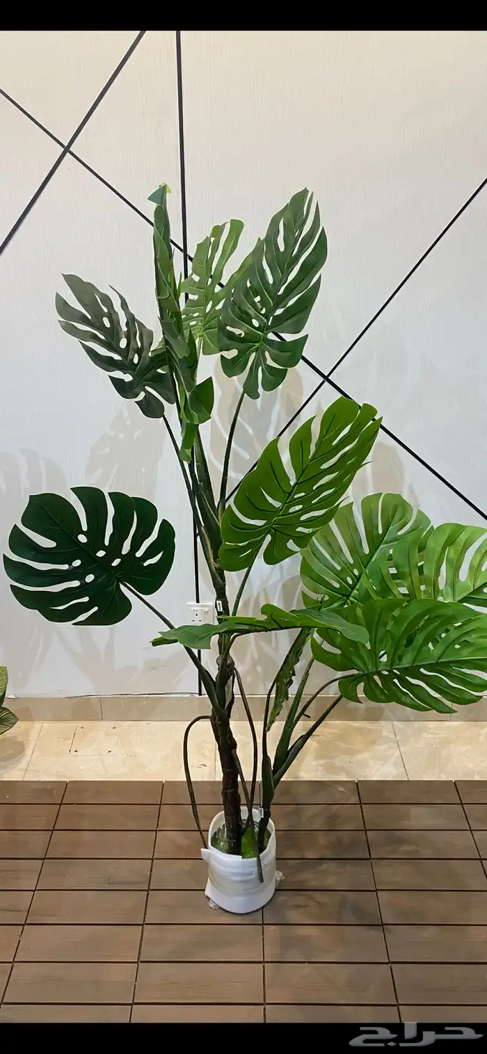 أشجار عرض اليوم الوطني 95 6