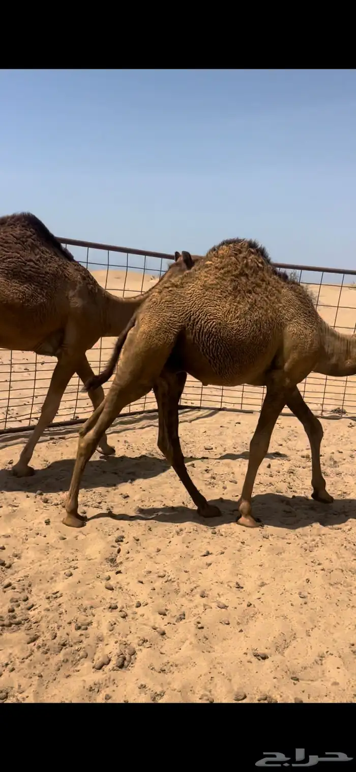 قعدان فل ع الحليب 3