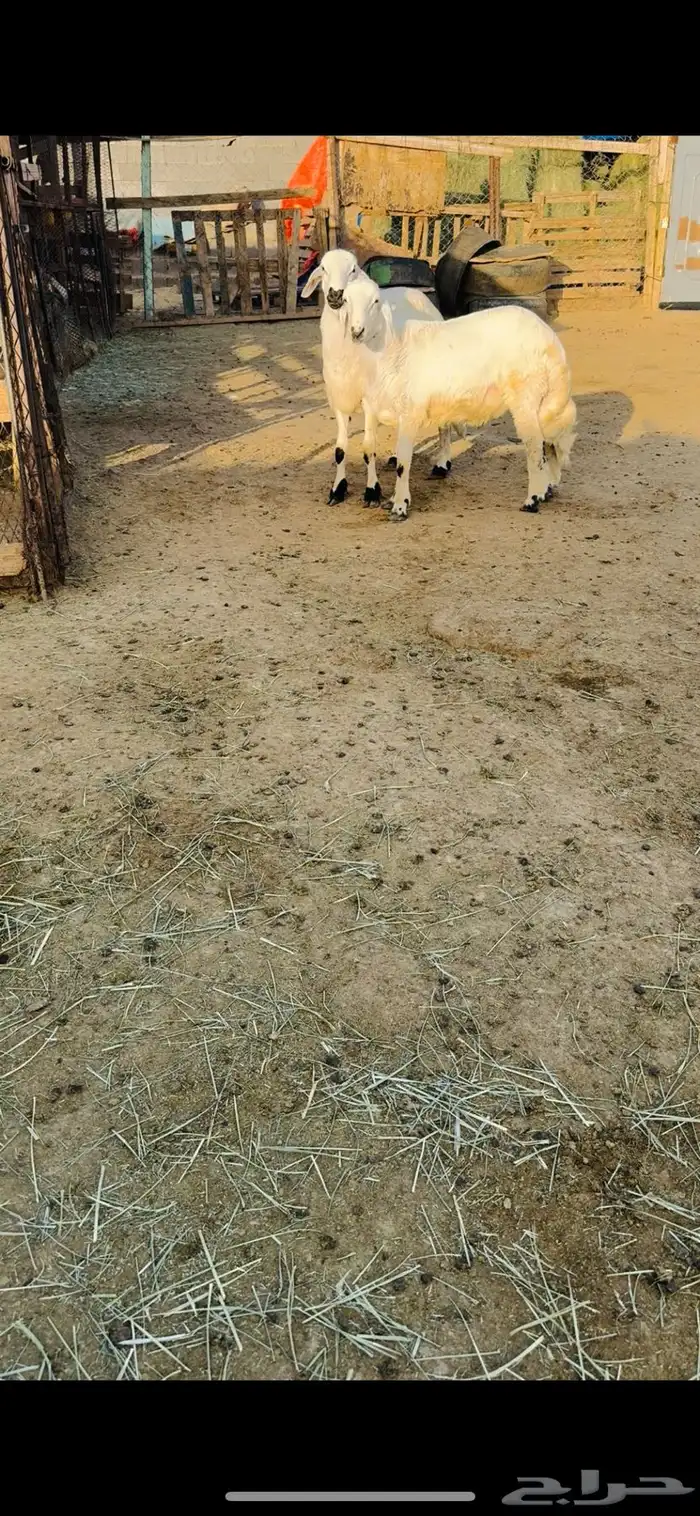 طليان جذعان 2