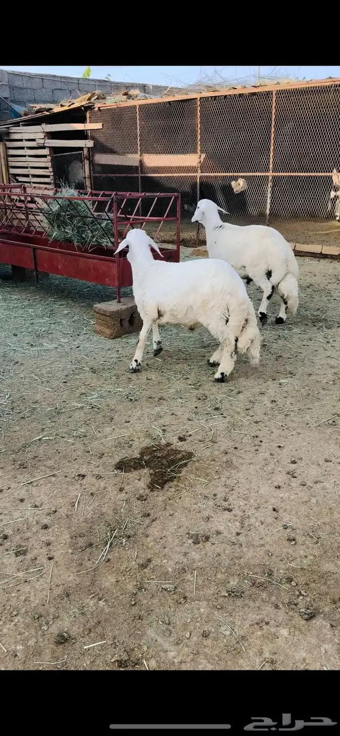 طليان جذعان 0