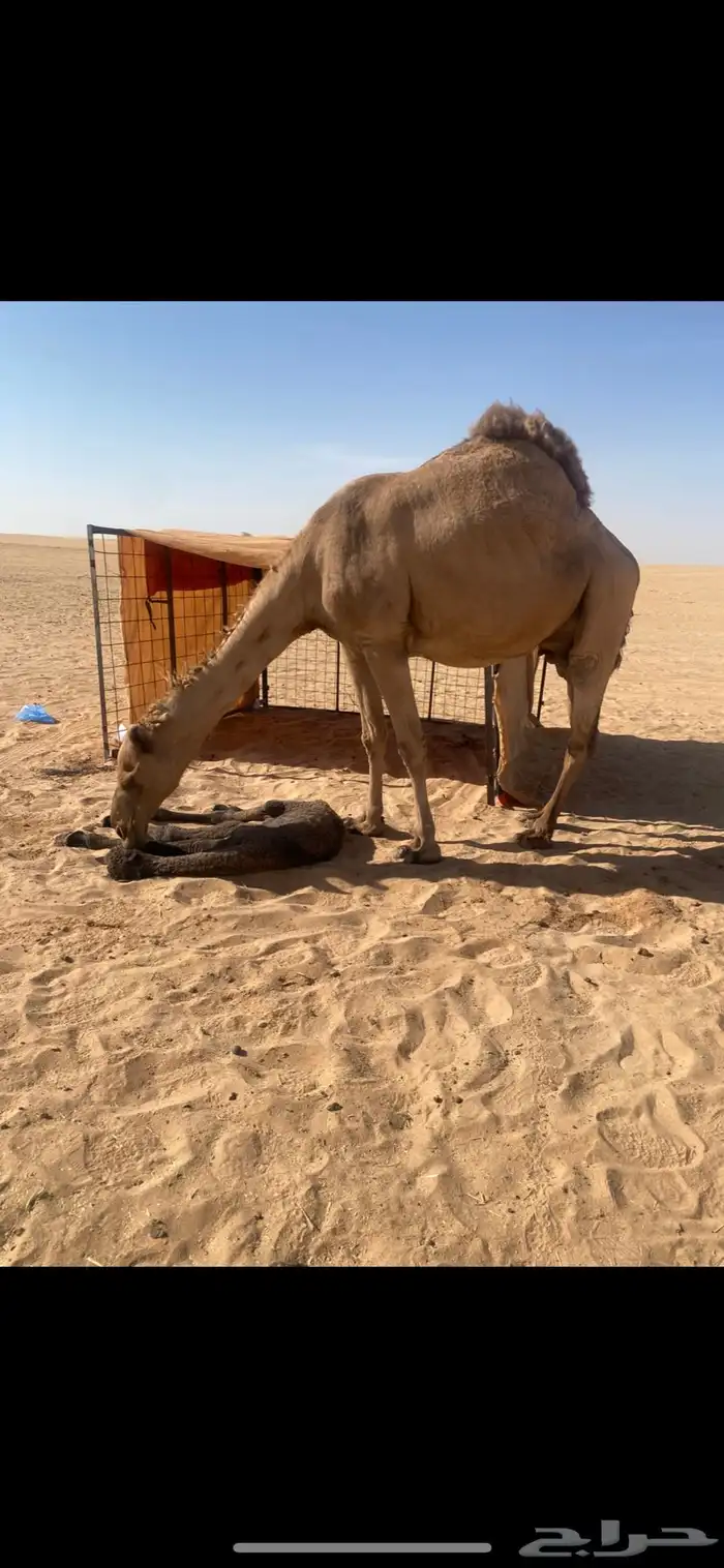 شعلا للبيع 2