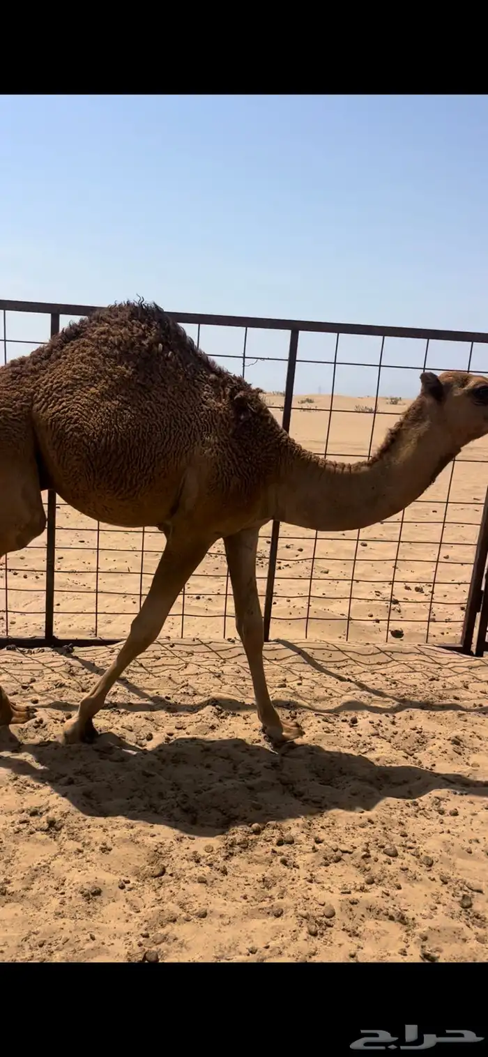 قعدان فل ع الحليب 2