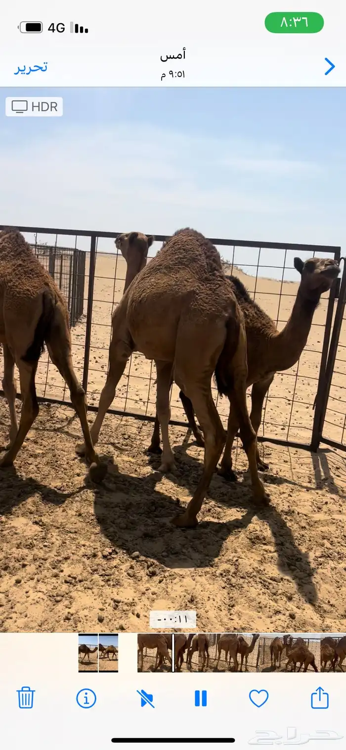 قعدان فل ع الحليب 1