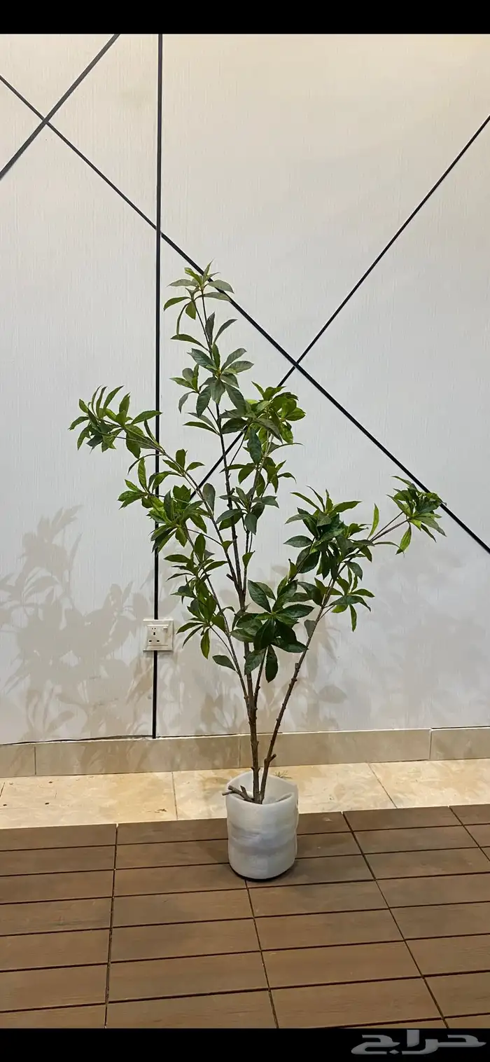 أشجار عرض اليوم الوطني 95 9