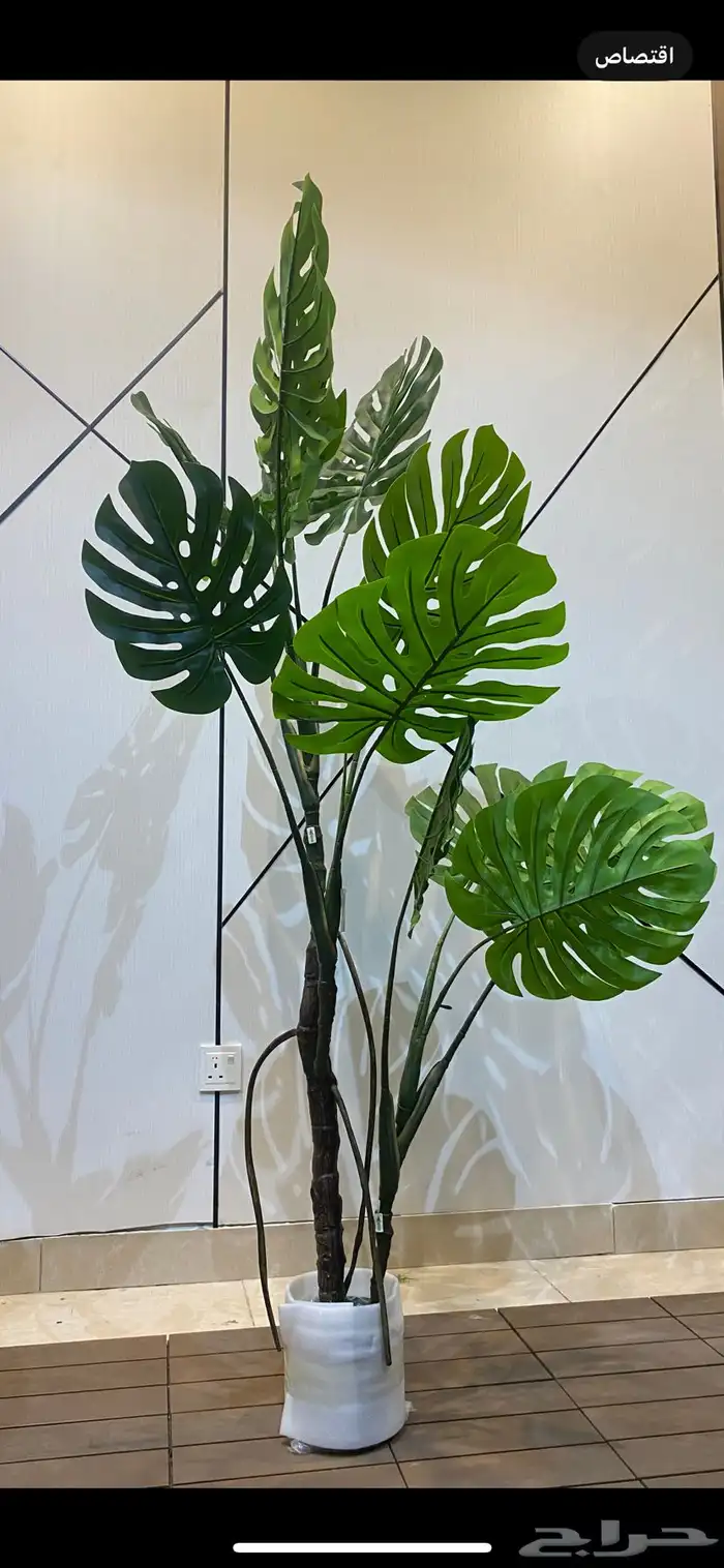 أشجار عرض اليوم الوطني 95 4