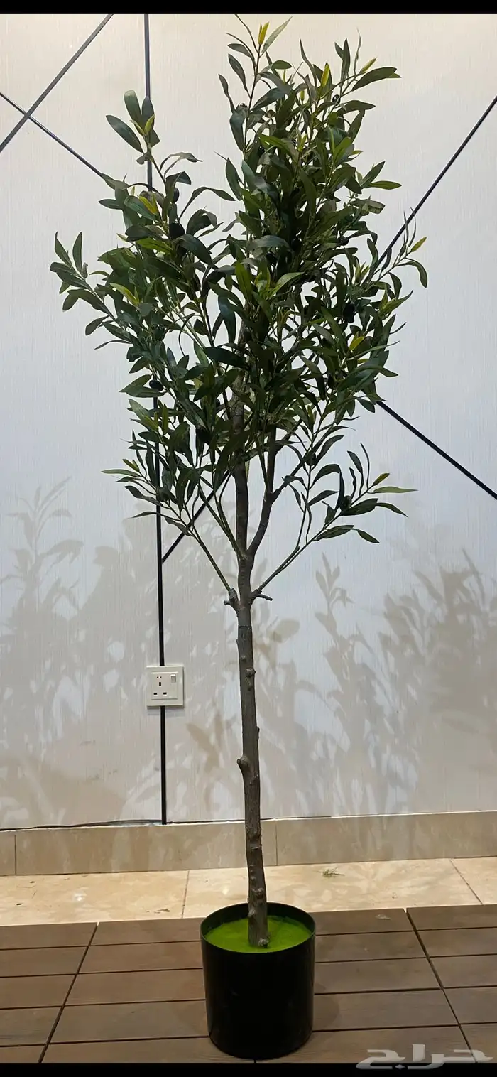 أشجار عرض اليوم الوطني 95 5