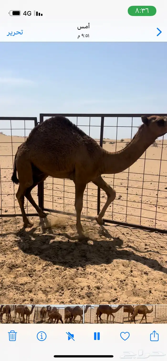 قعدان فل ع الحليب 0