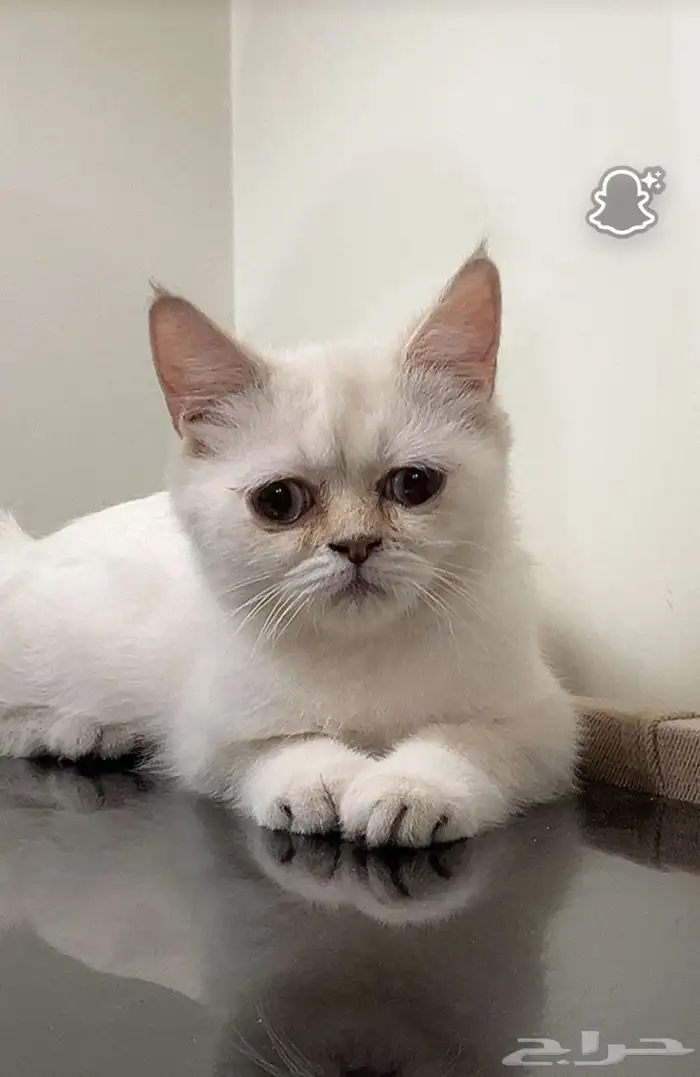قطط للبيع 3