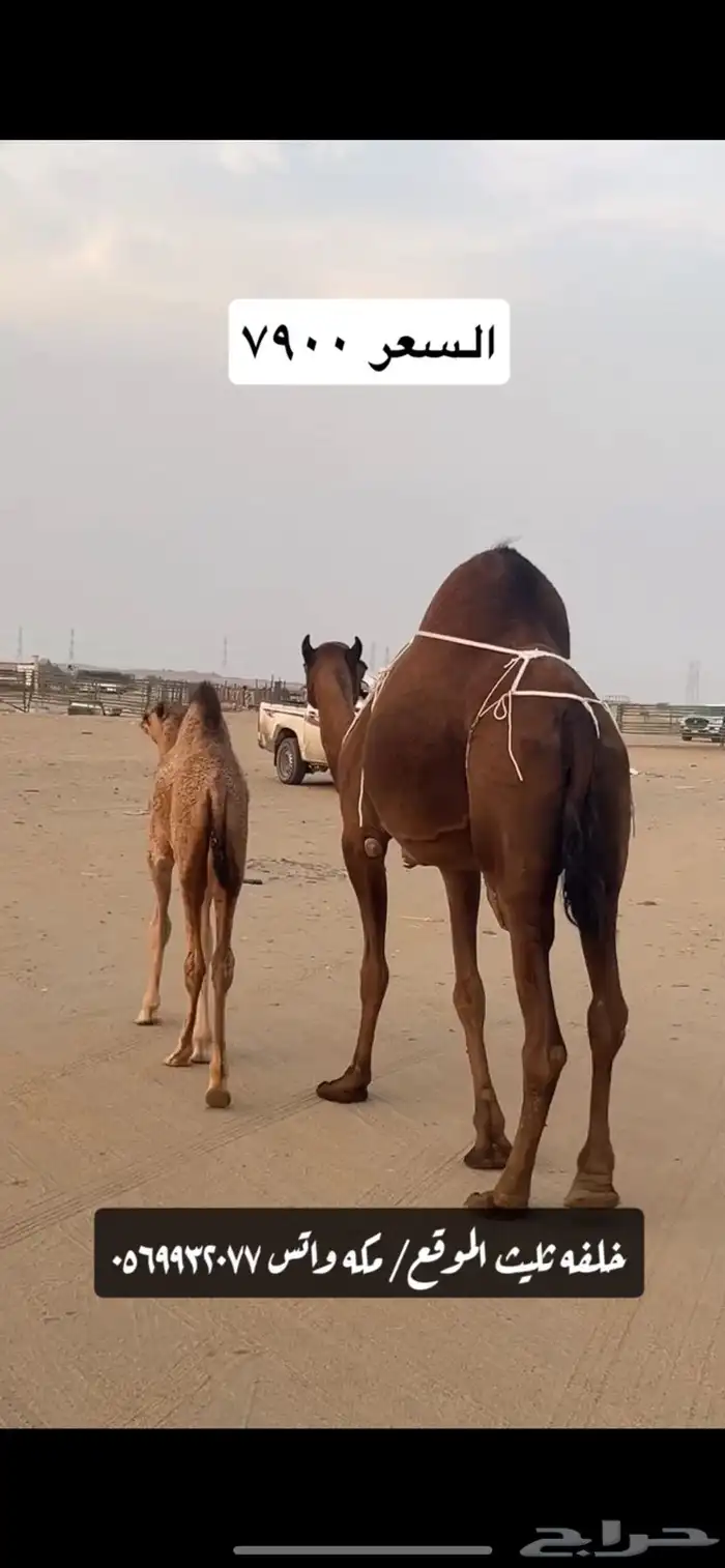 خلفه ساحليه(( تم البيع )) 9