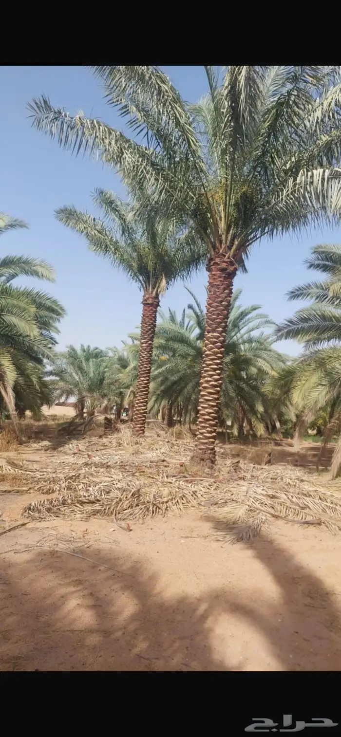 تتوفر جميع أنواع النخل 7