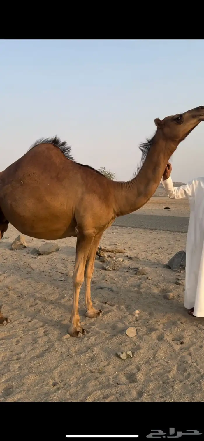 بكره ساحليه فاخره فرديه 3