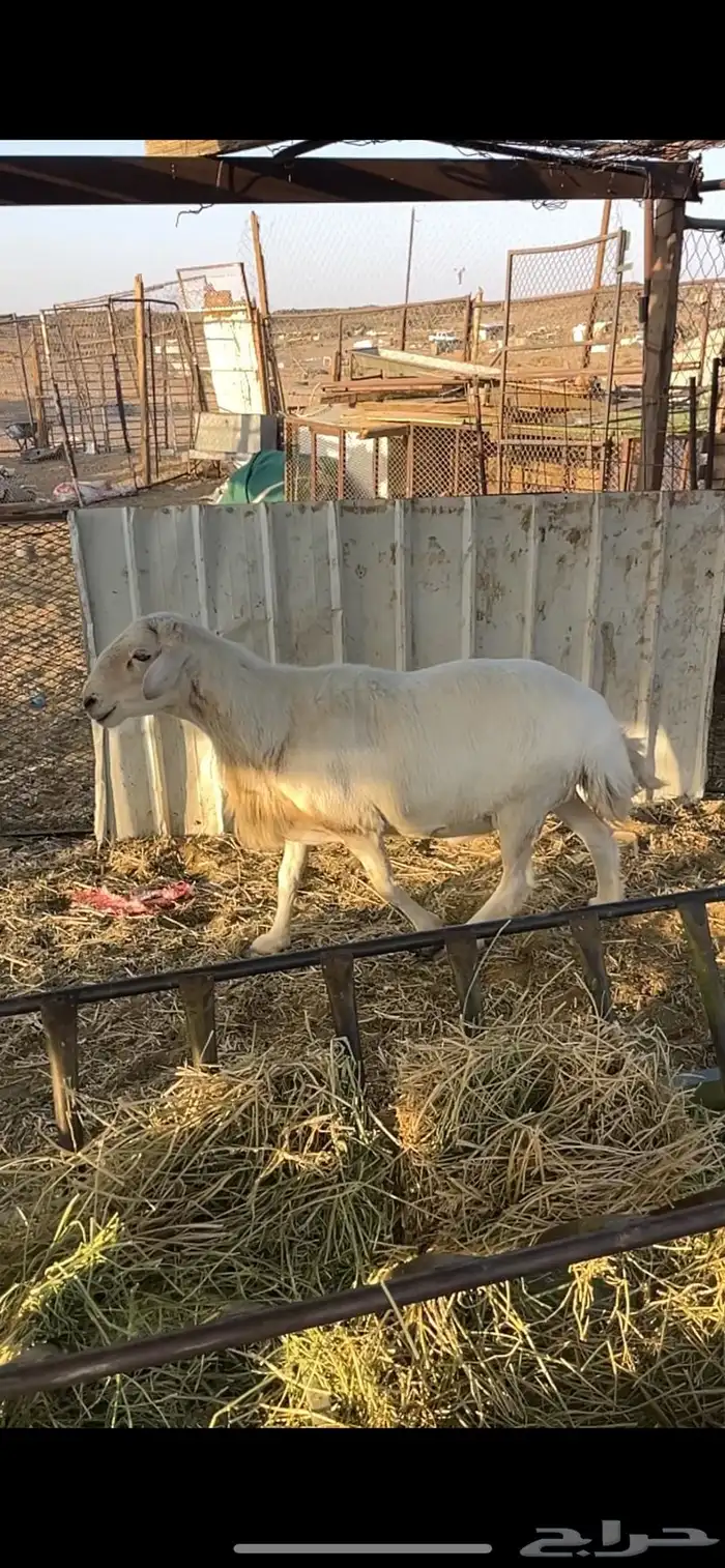 طلي حري مشروط (تم البيع) 1