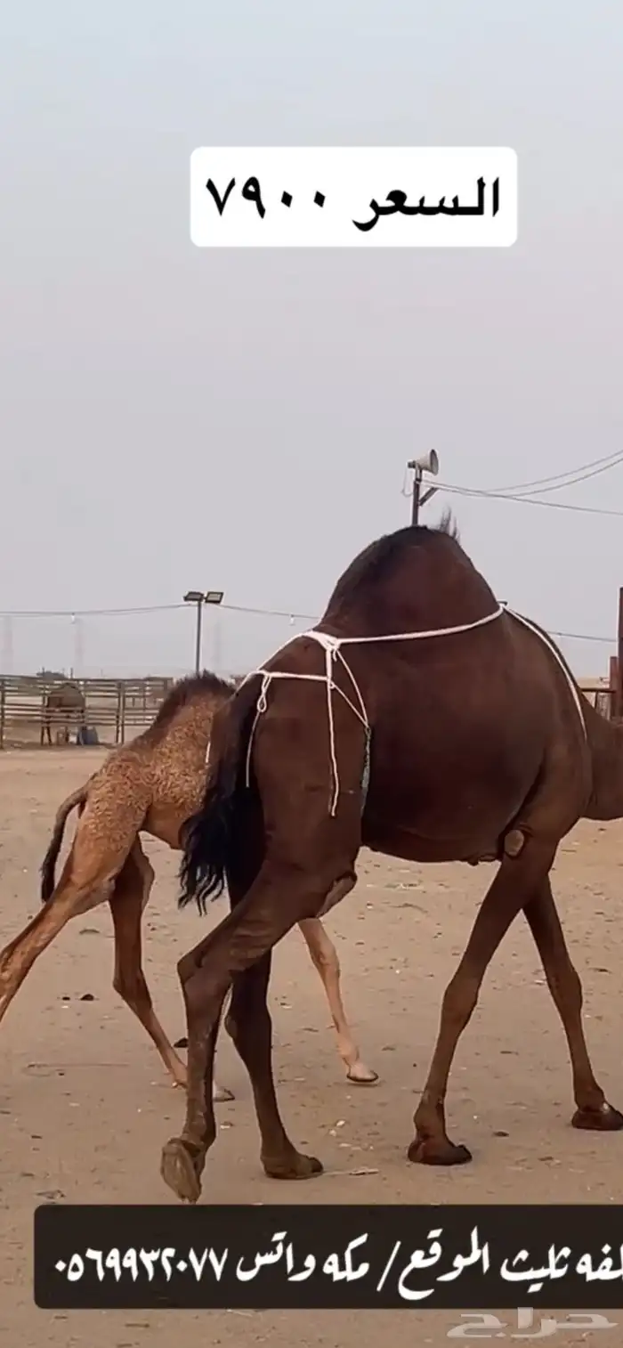 خلفه ساحليه(( تم البيع )) 1