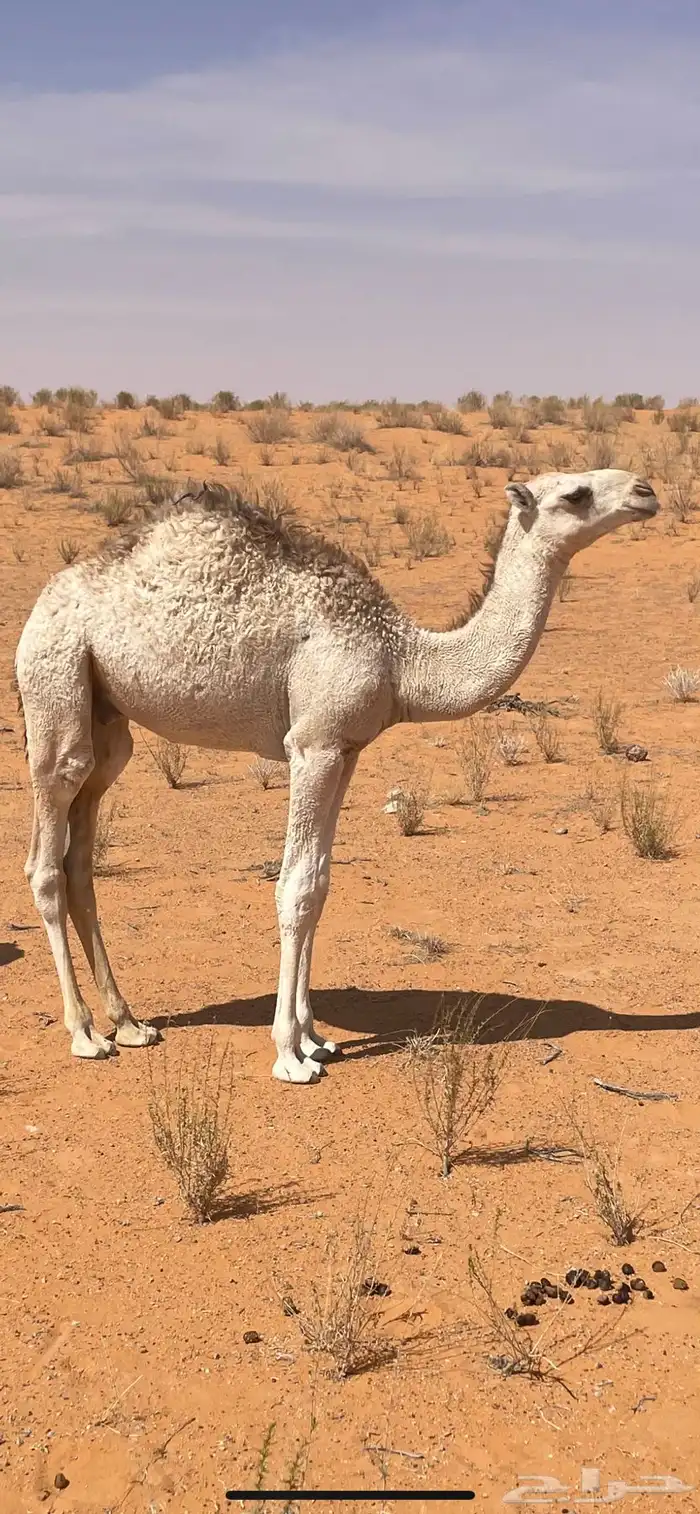 للبيع عشراء نصوف 0