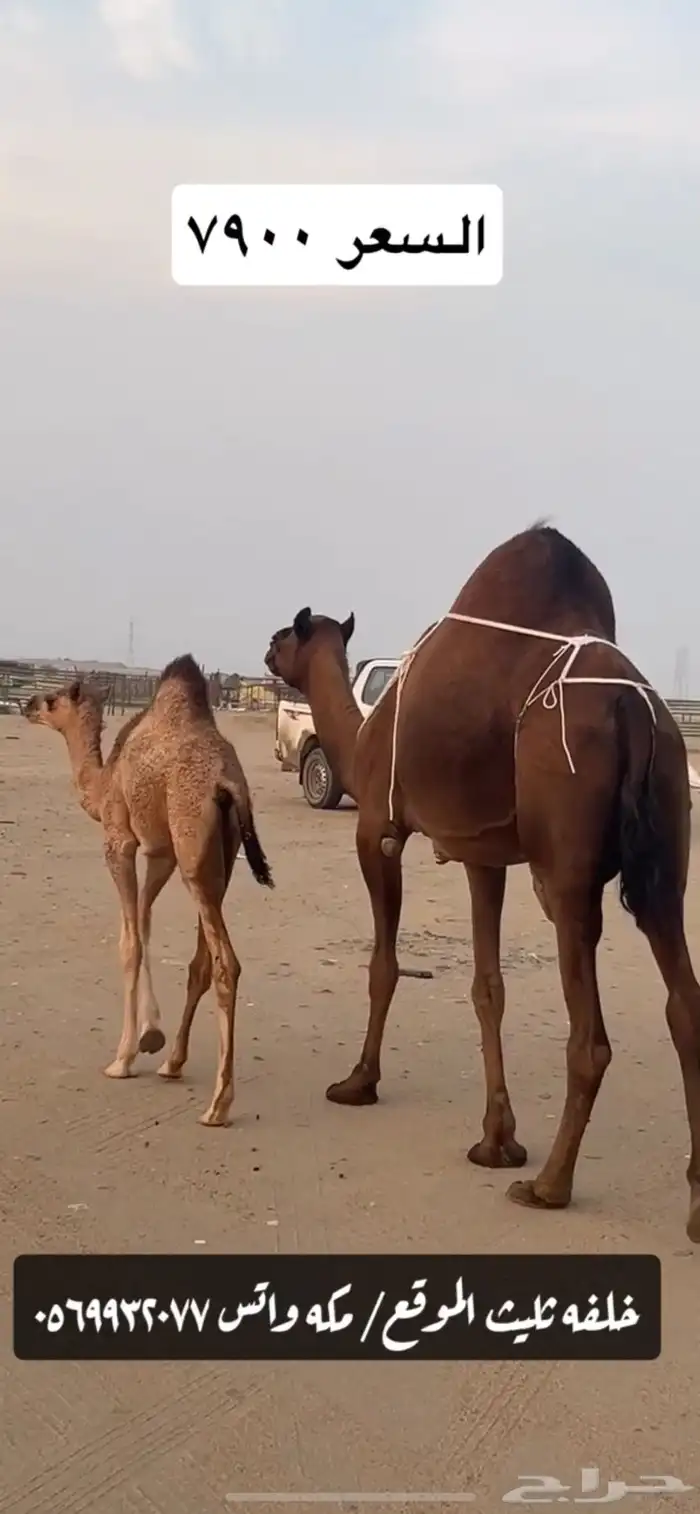 خلفه ساحليه(( تم البيع )) 0