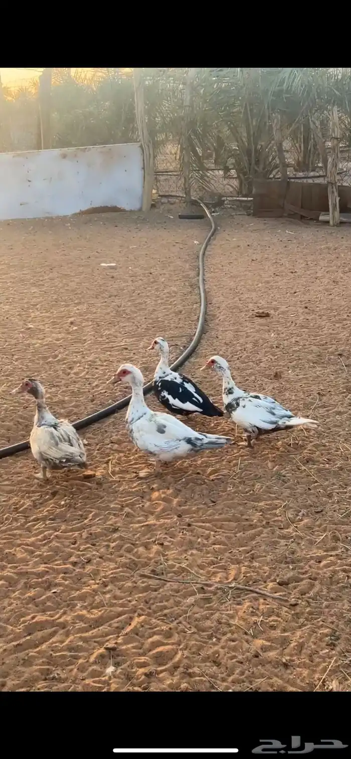 يوجد لدينا بط العداد 5اربع اناثي واحد ذكر الموقع الحفير 1