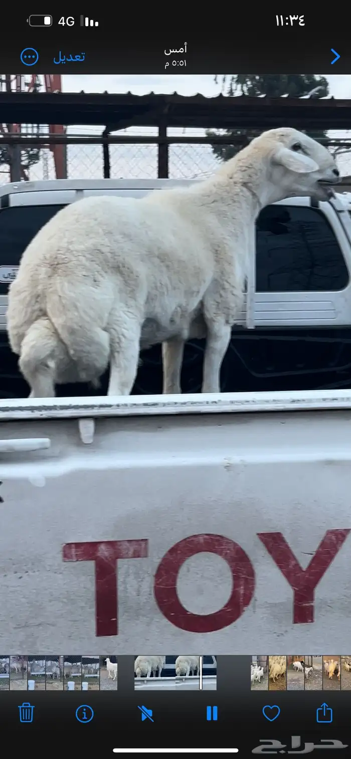 فحل حري ثني مشروط وحار 4