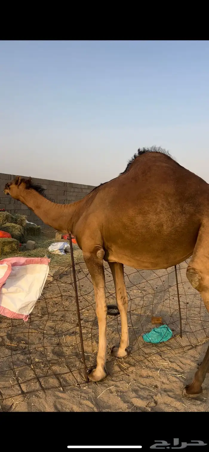 بكره ساحليه فاخره فرديه 4