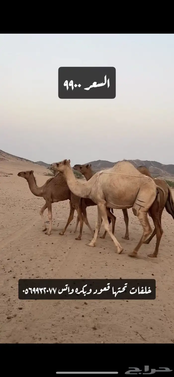 خلفات سواحل (( تم البيع )) 8