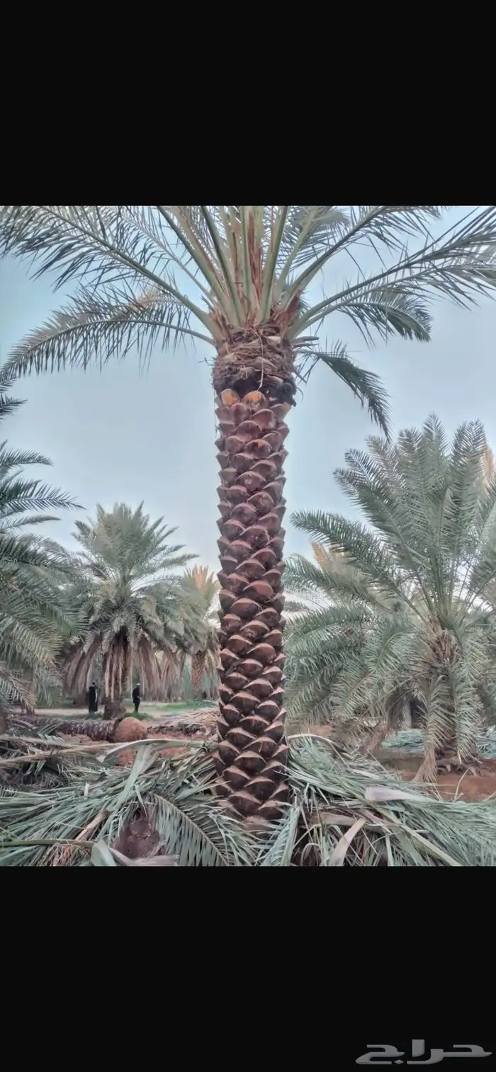 تتوفر جميع أنواع النخل 6
