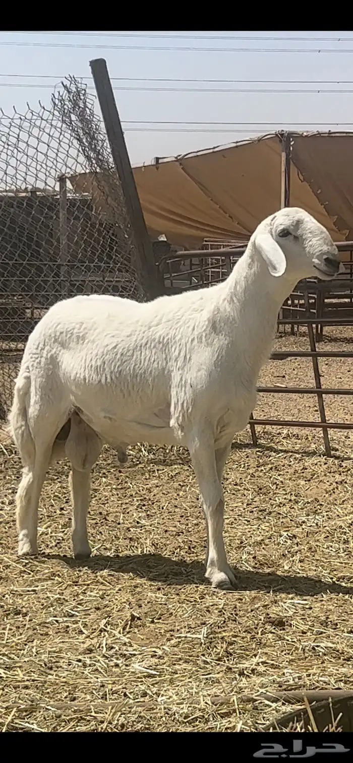 فحل حري فاخر جدااا 0
