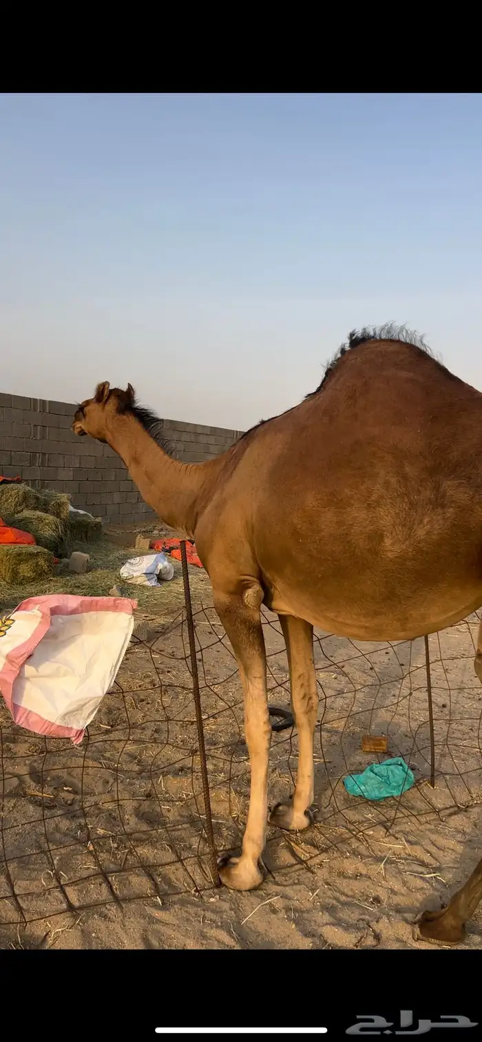 بكره ساحليه فاخره فرديه 5