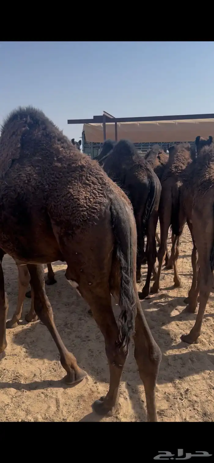 حشو قصب عدد22 تحت امهاتها 11