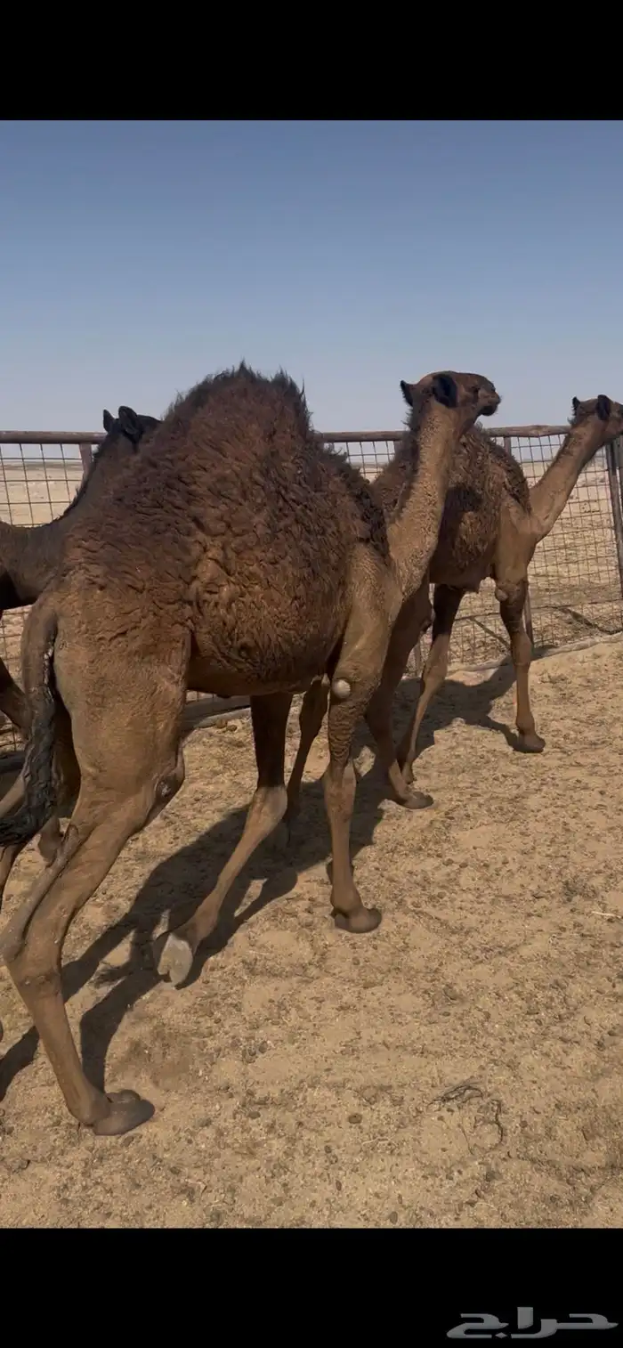 حشو قصب عدد22 تحت امهاتها 15