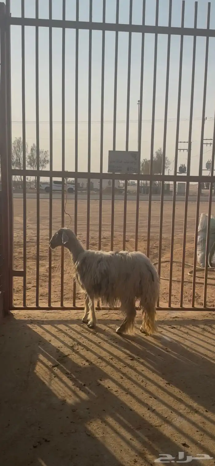شاه عيسيه طيبه جدا 0