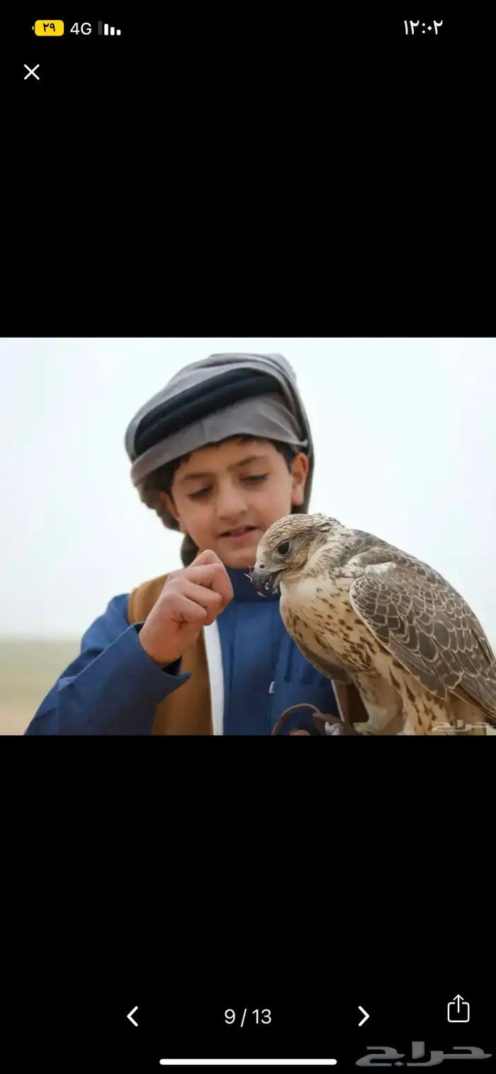 اللايجار الصقور مع الصقار الحتفلات والمناسبات 7