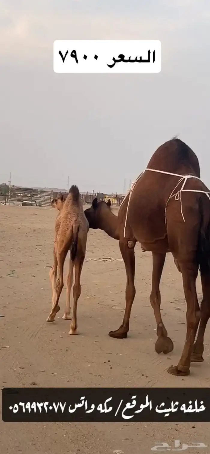 خلفه ساحليه(( تم البيع )) 8