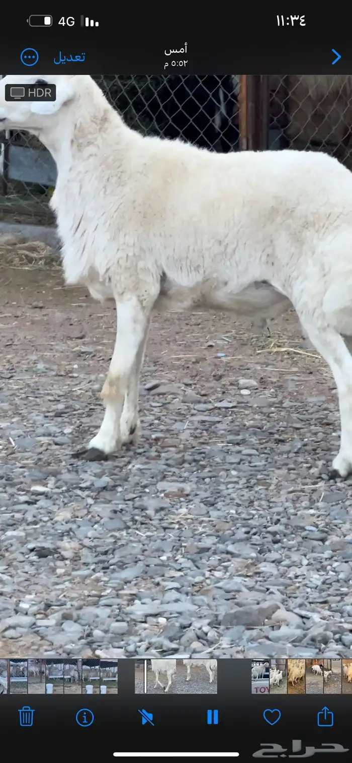 فحل حري ثني مشروط وحار 0