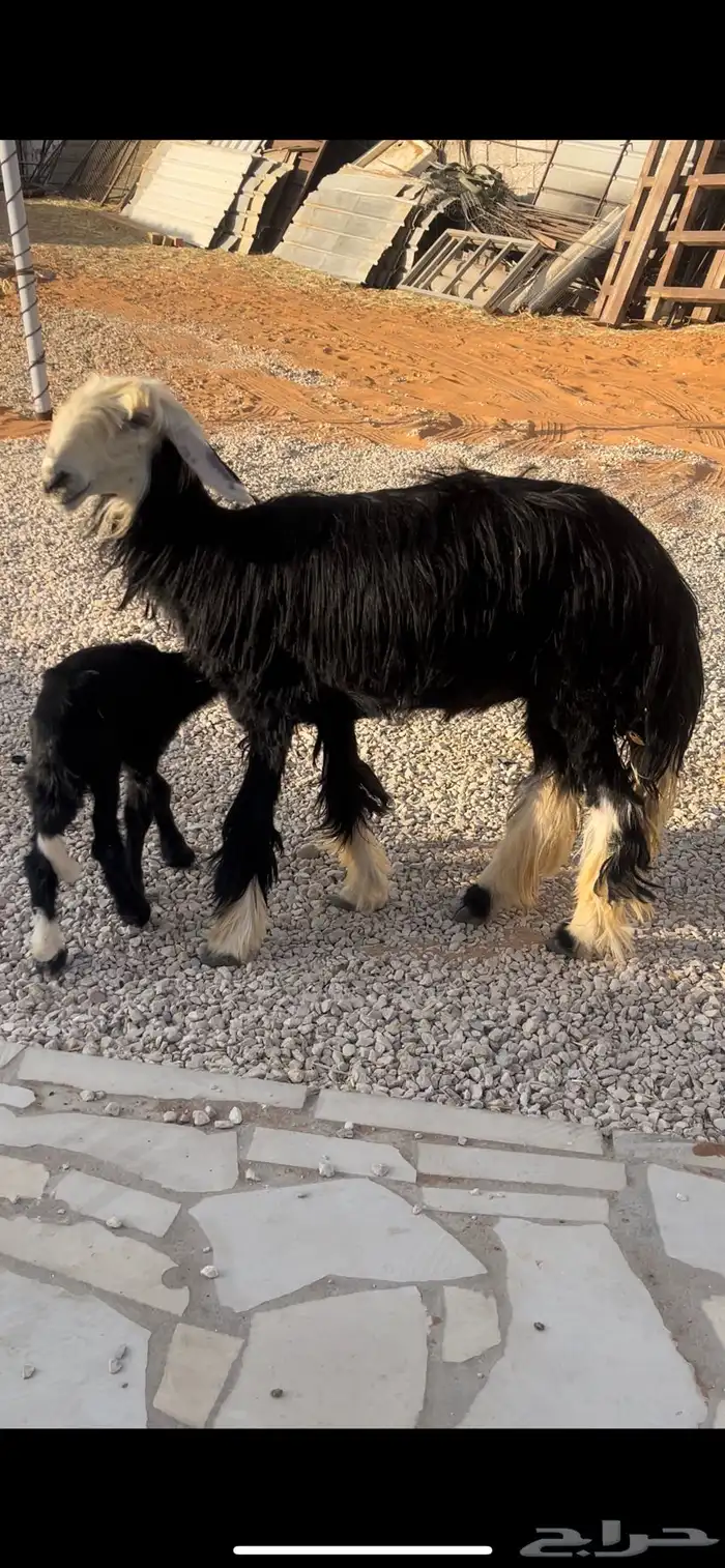 جذعه نجديه والد 0