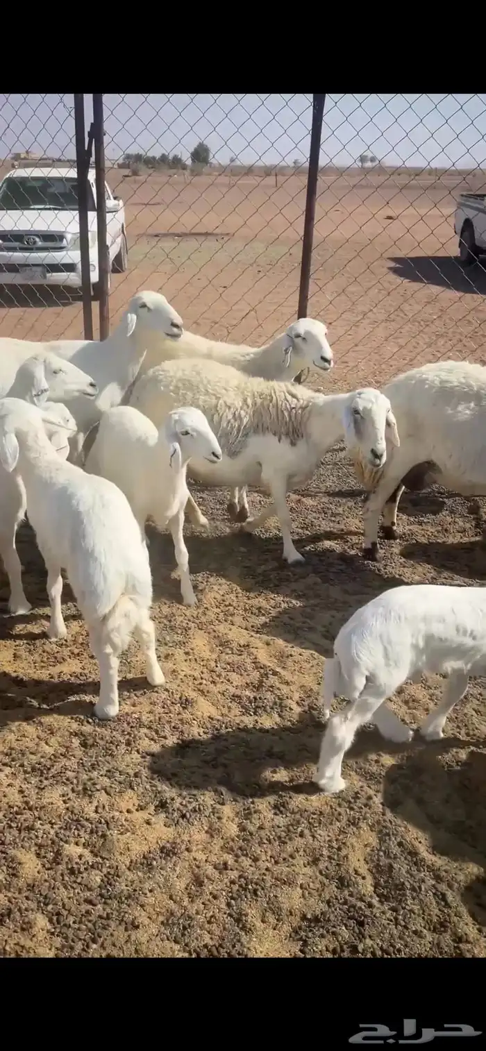 حريات ولد 8 معها 9 تم البيع الله يبارك 4