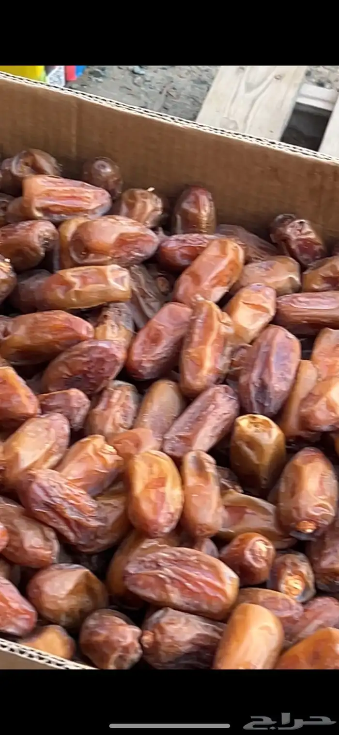 تمر صفري بيشه حبه كبيره 4