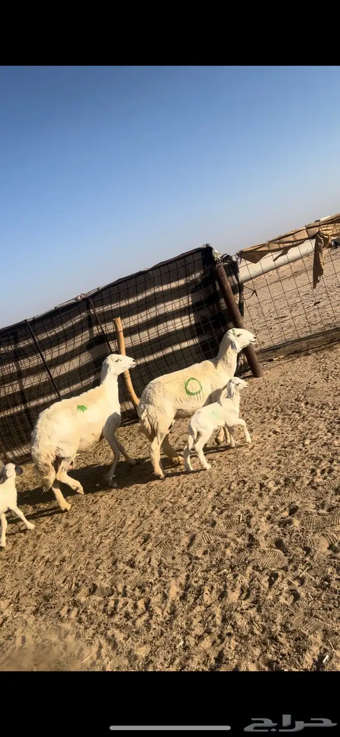 خلفات 2 معها 2 تم البيع 0