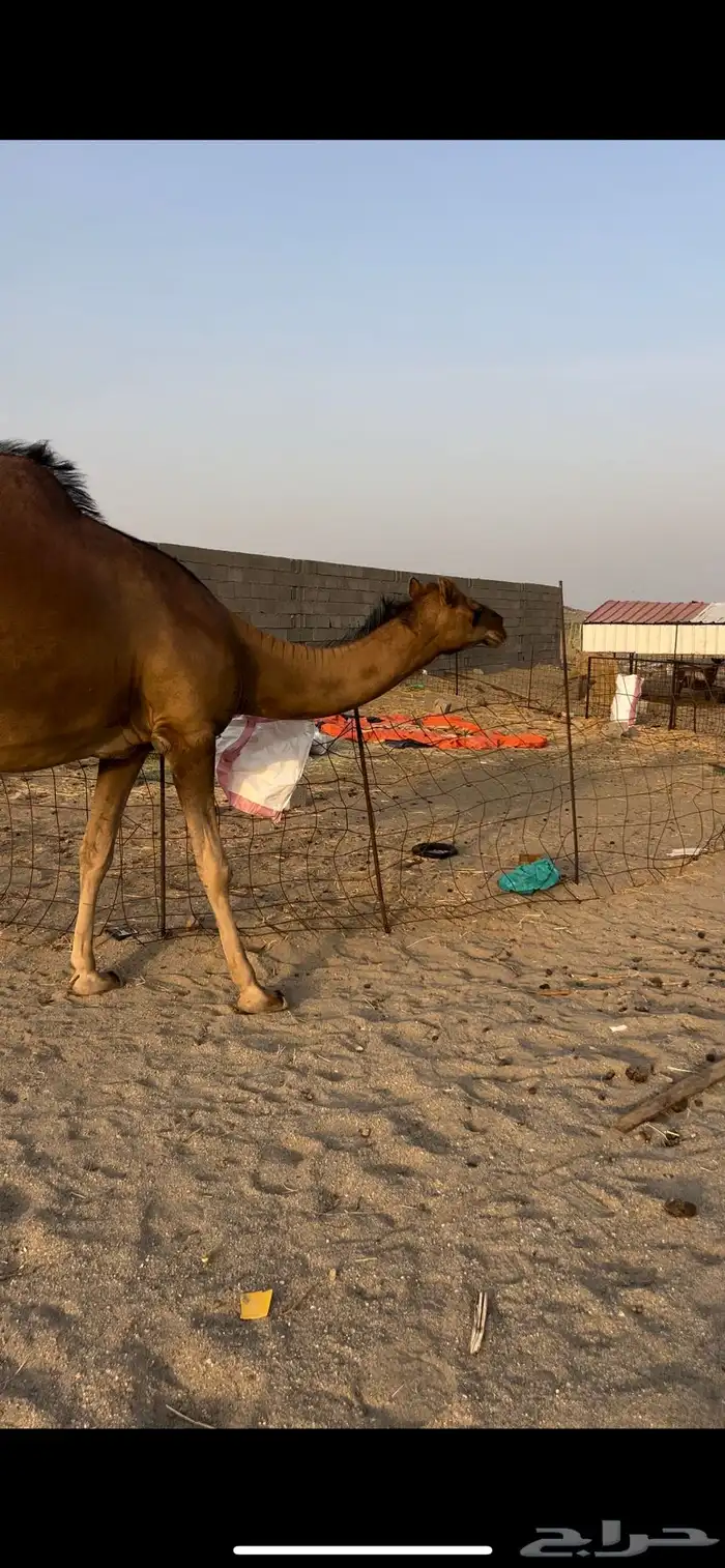 بكره ساحليه فاخره فرديه 7