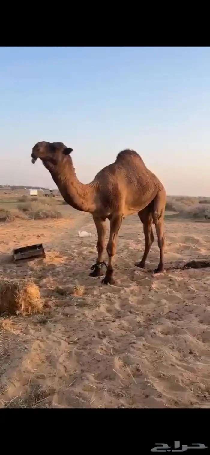فريحي على معدي 0