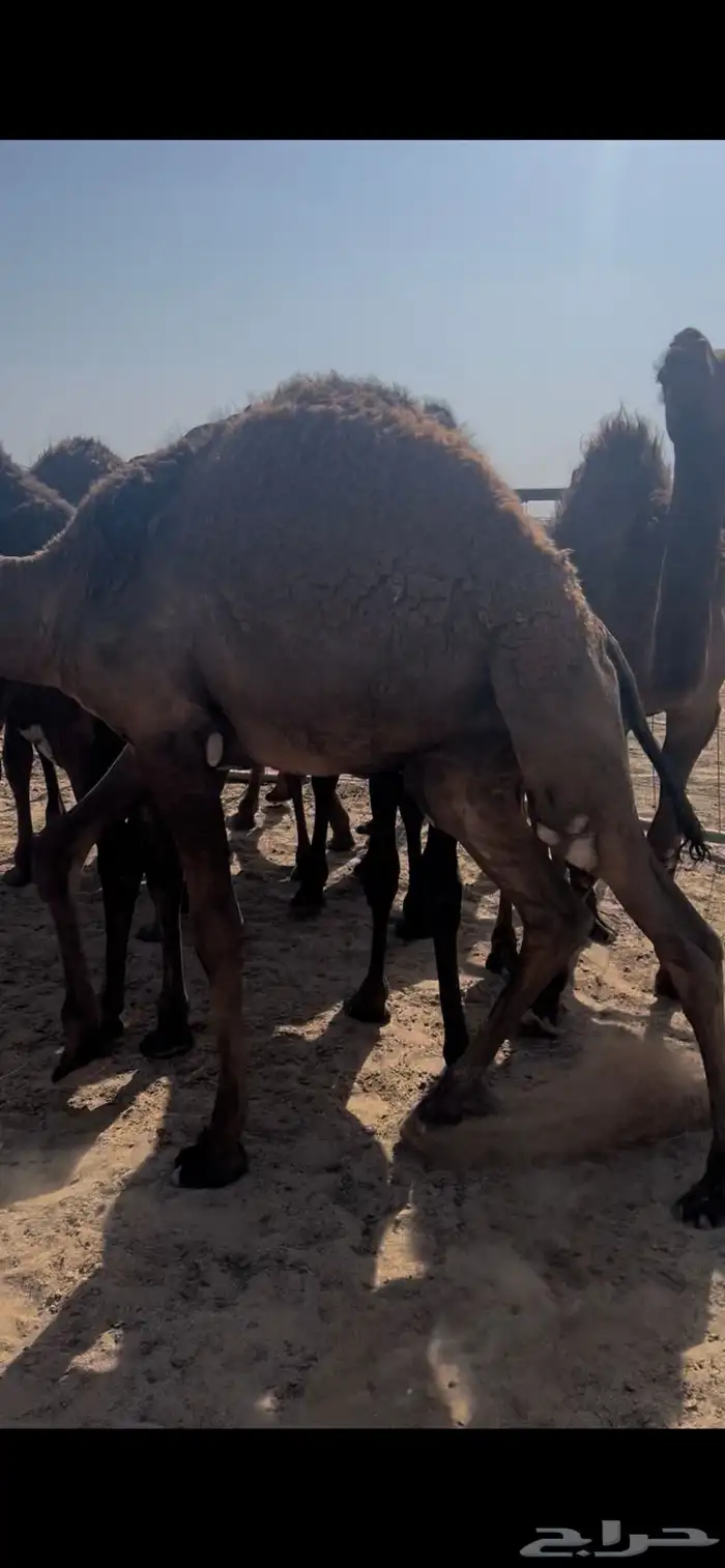 حشو قصب عدد22 تحت امهاتها 14