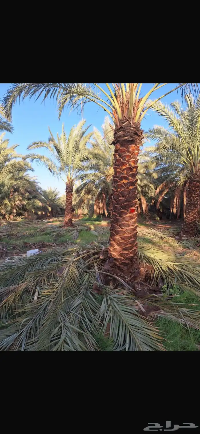 تتوفر جميع أنواع النخل 4
