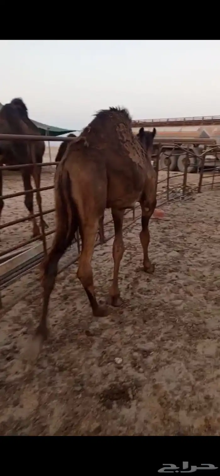 قعود 3