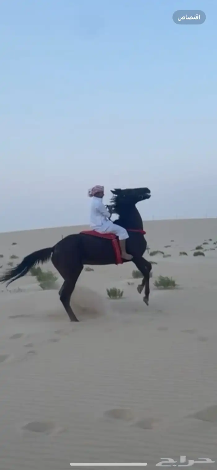 فرس انقليزيه يوجد مقاطع فديو 0
