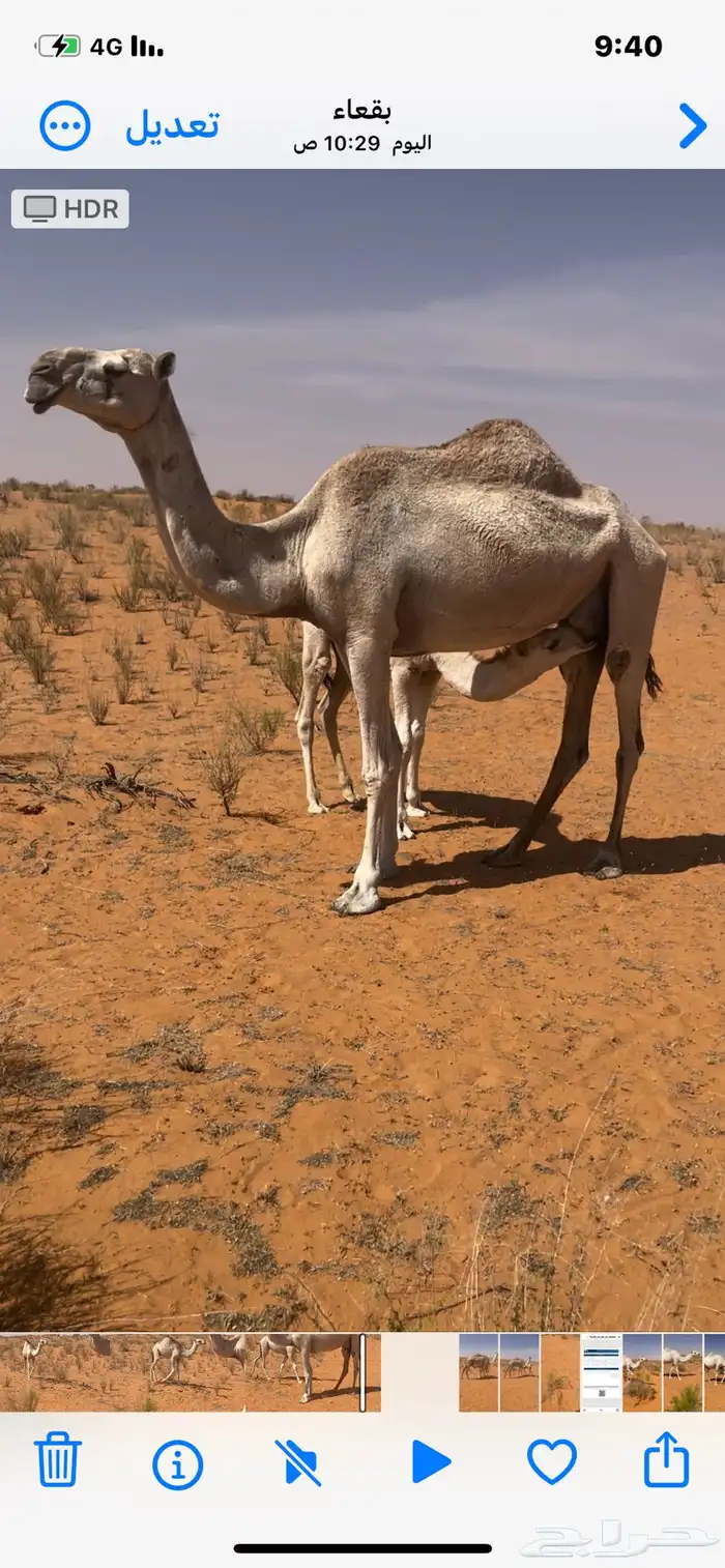 للبيع عشراء نصوف 1