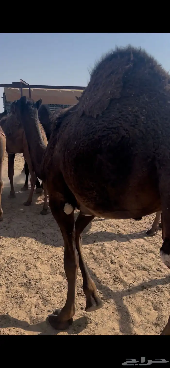 قعدان لبانيه 13