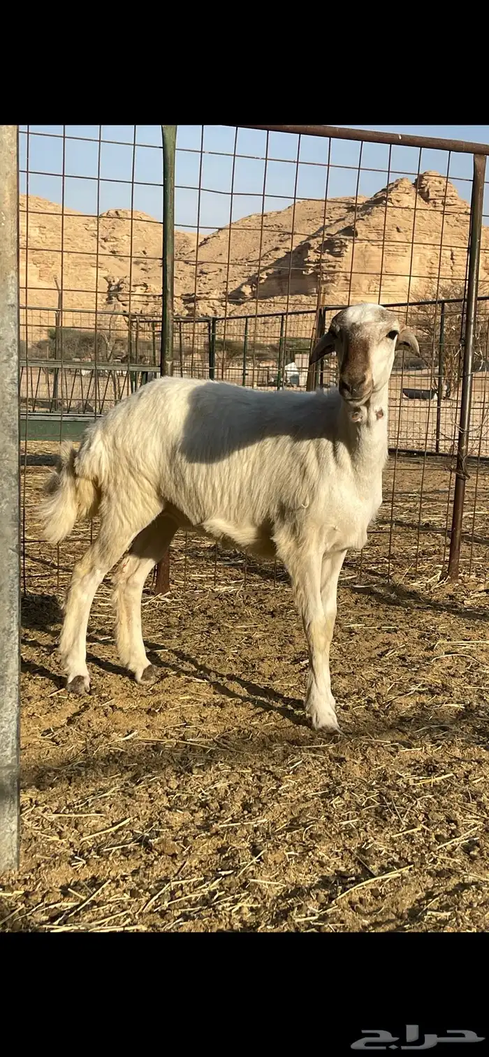رخل حريه شحم 0